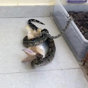 Pitón Grande Traga Conejo Entero Pobre | Chaco adentro