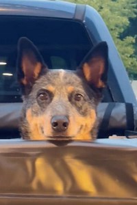 Dog’s Healing Smile Captured in Cute Moment