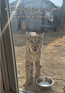 This wild bobcat refused to drink until we followed her… then we found her baby trapped under hot metal. 🥺🐾 #BobcatRescue #WildlifeRescue #AnimalRescueStory #bobcat #rescueanimals