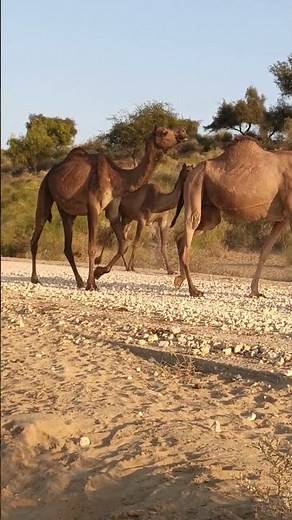 How Camels Reproduce | Wildlife Education 🐪 #camel #camelbreeding