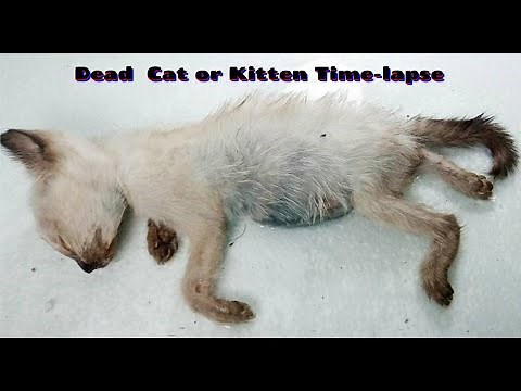 Dead Cat or Kitten Time-lapse