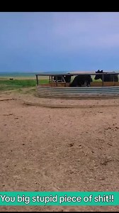 Pond a Quarter Mile Away on the Farm: Cow Rescue Story