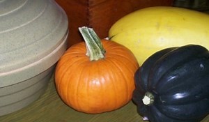 Growing All Varieties of Winter Squash