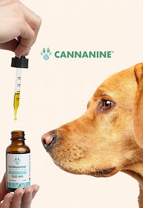 4.8K views · 68 reactions | Latest Study Finds CBD Improves Arthritis Symptoms In Dogs Read The Full Story Here  https://iheartdogs.co/NewStudy | iHeartDogs | Facebook