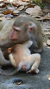 116K views · 818 reactions | Lovely baby Lexi try hard ask mom feeding milk 殺#photochallenge #animals #picture #monkey #nature #photography #UnitedStates #newlymonkeyreel #monkeys #monkeyRainbow #monkeydluffy #reelsvideo #babymonkey | Newly Monkey Reel | Facebook