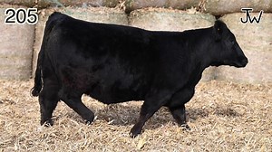 Lot 205: Jared Werning Cattle - Annual Simmental Bull & Female Sale