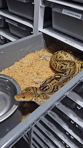 Bongo saar clown male feeding ☠️☠️☠️ #royalpythons #ballpythonlove #beardeddragon #reptilebreeder #snek #morph #petsnake #herpetology #animal #morphs #morph #snakelove #reptilelove #livingart #ballpythonofinstagram #snakelovers #reptilesofinsta #serpent #ballpythonsnake #nature #ballpythonlover #babyballpython #ballpythonmorphsofinstagram | Xclusive ball pythons