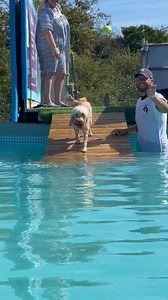 11 year old cockapoo Summer is a perfect little swimmer 🐾💕🇬🇧💦 | Canine Dip and Dive Maldon