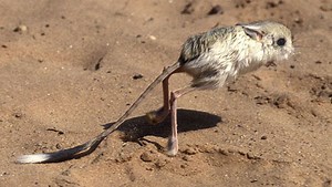 Jerboa, um bicho muito raro - MDig