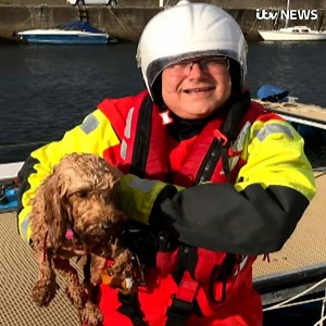 This is the moment a Cockapoo was rescued by coastguards after being swept out to sea http://bit.ly/2gmjAbT | ITV News