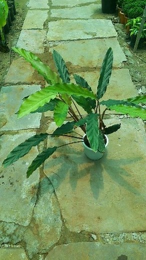 11 reactions | Calathea Rufibarba #omnursery #calathearufibarba #tropicalplants #indoorplants #exoticplants #rareplants #foliage | Om Nursery | Facebook