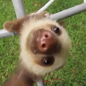 83K views · 1.6K reactions | (sounds on) I...thought...slothes... speak...slow...too... (ins:cutee.sloths) #ZAFUL #ZFfun #sloth | ZAFUL | Facebook