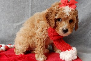 Lily - Cavapoo Puppy F93670