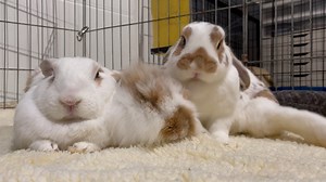 41K views · 3.2K reactions | Group snuggle on #zambonizunday. Sometimes I try to scritch my ear with my back paw before realizing using my front paw is better. ~Zamboni, with Saltina and Prancer #LateBloomerClub | SaveABunny | Facebook