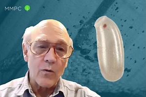 What Do Bed Bug Eggs Look Like? — An Entomologist Explains