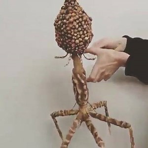 Bacteriopage puppet vadio.... | Medical information