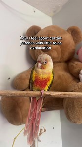 cotton rope perches are ok if they’re wrapped in vet tape & monitored #parrot #birdsoftiktok #cockatiel #fypシ゚viral #trending