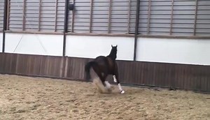 Mare by dark Pleasure x Tuschinski | Dwhstables