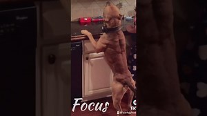 Muscle Pitbull Flexes And Shows Off His Strength