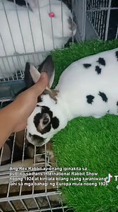 Rabbit Trivia!!! Ang rabbit na kakaiba ang balahibo STANDARD REX RABBIT #rabbiterongaccountant #lmbackyard #rabbitry #backyardfarming #rabbit #rabbitfarming #rabbitlife | Leo Astrero LM Backyard