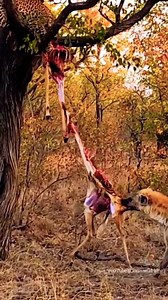 419K views · 1.6K reactions | Leopard Vs Hyena Fight For Prey. | Vinhmui2 | Facebook