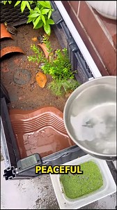 Turtle care routine shows perfect safe setup. #BabyTurtles #TurtleHabitat #CuteTurtles #TurtleCare #PetTurtle | The Creative Forge | Facebook