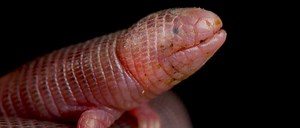 Mexican Mole Lizard