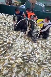 2.1K views | WOW! just fish catch amazing video. | Indian Jugaad Hacks | Facebook