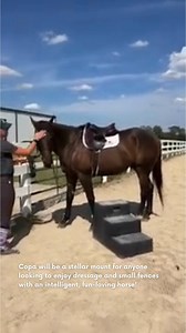 🆕 MEET & GREET 🆕 - COPA will be a stellar mount for anyone looking to enjoy dressage and small fences with an intelligent, fun-loving horse! He has the personality and drive to make a champion. In case you missed his live meet & greet, click the link below to watch the full recap! 🚢 Location, Adoption Fee, Photos & More: horseadoption.com/horse_detail/1099 🚢 2018 Thoroughbred Gelding 🚢 16 1/2 h ➡️ Leading and Ground Manners - Level 1 - Paco is a regular gentleman through and through, and ca