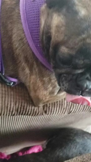 CHOMP!#dogsoftiktok #buggdog #frenchton #bffgoals #truelove