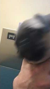 Terrified pug puppy crying at vets