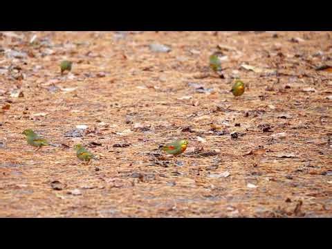 特定外来生物のソウシチョウ増加中