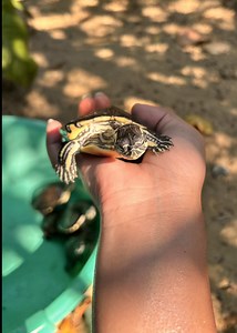 Otro día siendo la esclava de unas bolas con patas 🐢 #tortugas #reptiles #mascotas #pets #coatzacoalcos