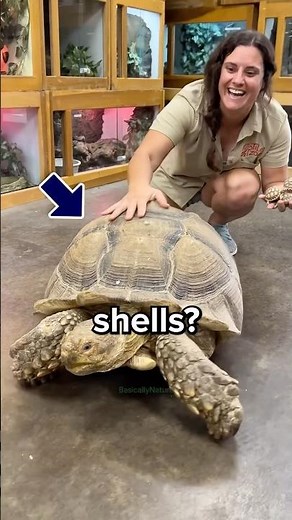 Why do Turtles Actually Have Shells? 🤔 #turtle #shell