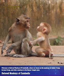 9K views · 252 reactions | Wow! Monkey Leo tries to make a friendship with a monkey in Amber Troop; how friendly and brave is he? I still can't believe it. 殺 #monkey #video #love #animals #photography #nature #fun #animal #monkeys #film #wildlife #naturephotography #belovedmonkeyofcambodia | Beloved Monkeys Of Cambodia | Facebook