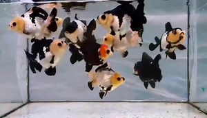 12K views · 617 reactions | New generation | NK Farmthailand | Facebook