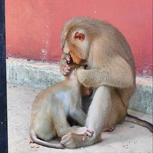 Look so hurt and terrified by young mommy bite strongly | BAZ | Facebook