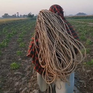 4.1K views · 186 reactions | Quail hunting & Bird Trap | Ep 2 #bird #batair #new | FATEH JANG TV | Facebook