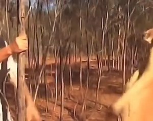 Kalau jumpa kangaroo nanti bila balik raya tak perlu cari pasal.Tonton video ni. | ibangi.my : Bandar Baru Bangi, Nasional & Global