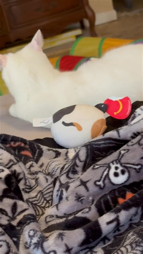 My wild girl Luna | Digesting Life With Chronic Pancreatitis