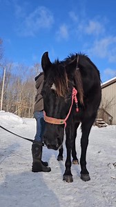 A cute video of Peepers enjoying some muscle therapy 💕 | Rise & Ride Ranch