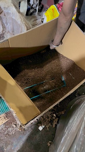 Spring screw conveyer machine WhatsApp me 91 90390 63289 | Punjab Engineering Corporation