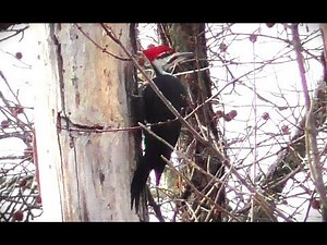 Pileated Pecker Pecking