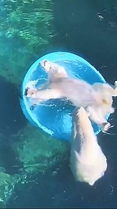 27 reactions | POOL PARTY!  ☀️ Playful polar bear twins Astra and Laerke brought a plastic pool into a larger pool at their enclosure in the Point Defiance Zoo and Aquarium in Tacoma, Wash, Credit: Point Defiance Zoo & Aquarium via Storyful | WeatherBug | Facebook