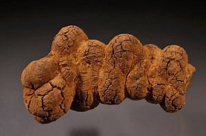 How To Identify Coprolite (Dinosaur Poop Fossils!)