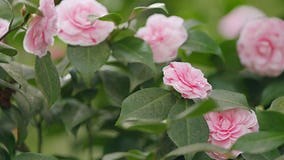 Camellia Japonica April Dawn Blush. Pink Camellia Japonica Blossom Stock Footage - Video of flora, emotional: 305052394