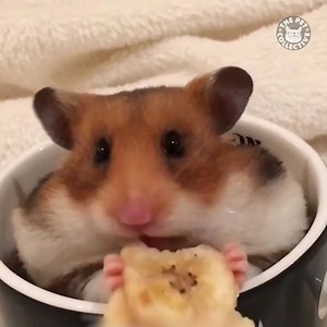 2.4M views · 44K reactions | Hamsters are literally always eating  | The Pet Collective | Facebook