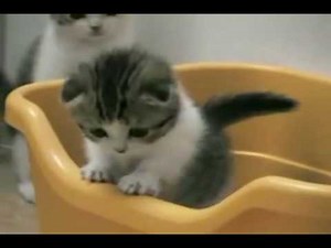 Pikachu Kitten