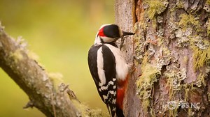 Explore how climate change will impact Grandfather Mountain’s ecosystem, why sharks are taking up residence on shipwrecks along the NC coast and how crayfish can survive in nasty water. Plus, learn about the endangered red-cockaded woodpecker, a bird that lives only in living longleaf pines, a species of tree once threatened by clear-cutting. Catch Sci NC Thursdays on PBS NC and the PBS app. Note: Parts of this episode were filmed in Western North Carolina earlier this year. Our hearts are with 