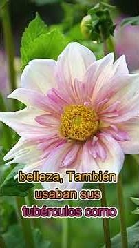 “The Most PERFECT Flower in the World 🌺😳” #plants #botanicalgardenssoftheworld #flowers